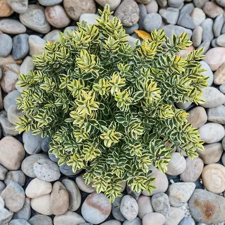 No17 Pireos Street *