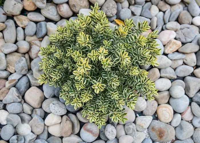 No17 Pireos Street *